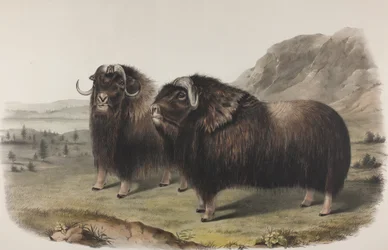 Plate 111. Ovibus Moschatus, Gmel. Musk Ox, 1848